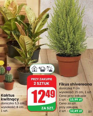 Kaktus kwitnący doniczka 5,5 cm promocja w Dino
