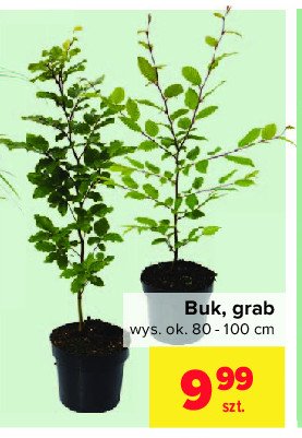 Buk promocja w Delikatesy Centrum