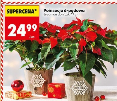 Poinsecja 6-pędowa średnica doniczki 17 cm promocja w Biedronka