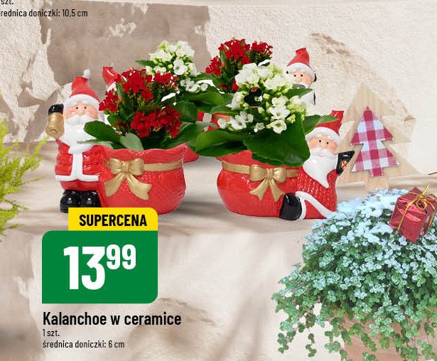 Kalanchoe w ceramice promocja w POLOmarket