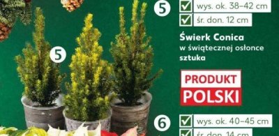 Świerk Conica w świątecznej osłonce sztuka promocja w Kaufland