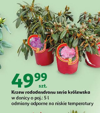 Krzew rododendronu królewskiego ekstra don. 5 l promocja
