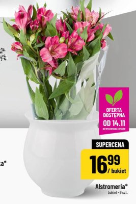 Alstromeria bukiet 8 szt. promocja w POLOmarket