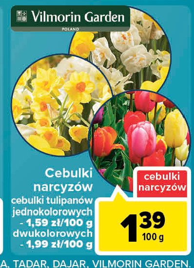 Cebulka tulipana Vilmorin garden promocja