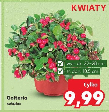 Golteria w doniczce 10.5 cm promocja w Kaufland