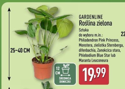 Roślina zielona  promocja w Aldi