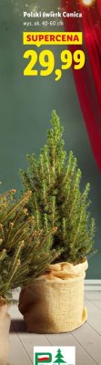 Polski świerk Conica promocja w Lidl