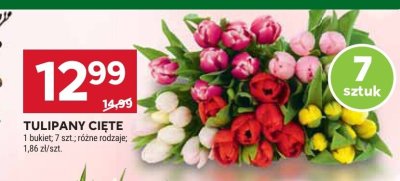 Tulipany cięte 7 sztuk promocja w Stokrotka