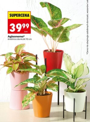Aglaonema roślina doniczkowa 12 cm promocja w Biedronka