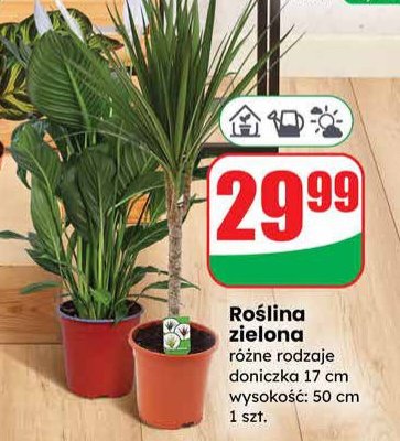 Roślina zielona różne rodzaje doniczka 17 cm wysokość 50 cm promocja w Dino