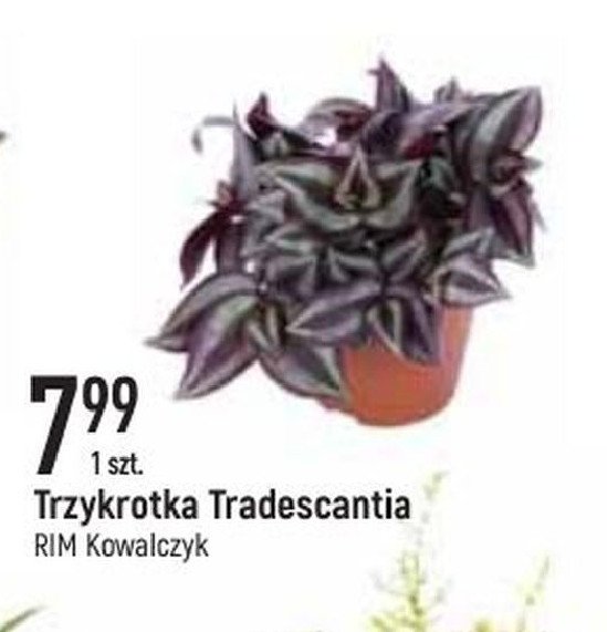 Trzykrotka tradescantia Rim kowalczyk promocja