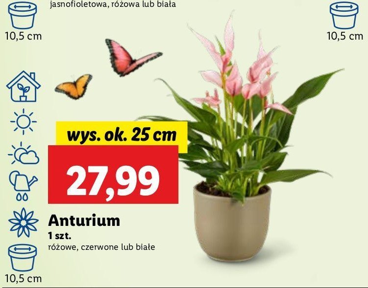Anturium r贸偶owe don. 10.5 cm promocja