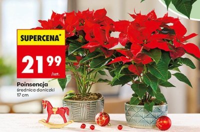 Poinsencja śr. 17cm promocja w Biedronka