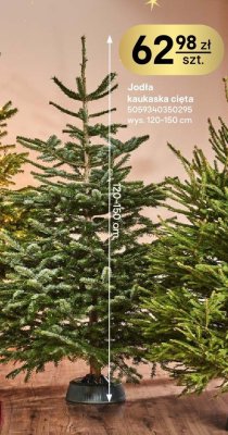 Jodła kaukaska cięta wys. 120-150 cm promocja w Castorama