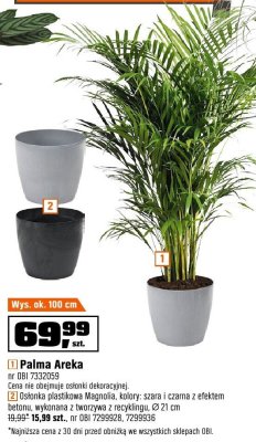 Roślina Palma Areka promocja w OBI