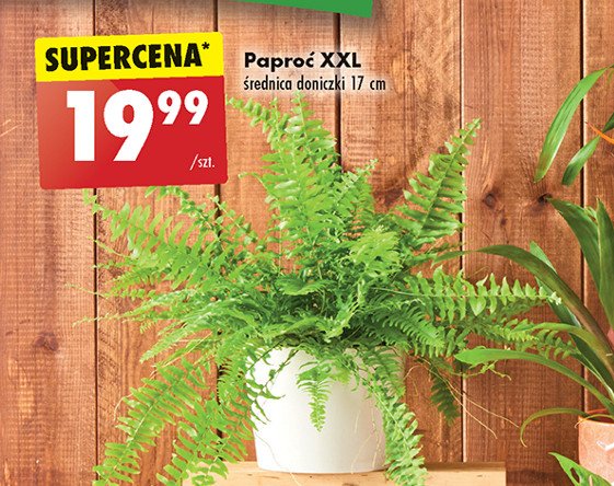 Paproć don. 17 cm promocja