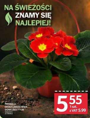 Prymula okolicznościowa doniczka 11 cm promocja w Selgros