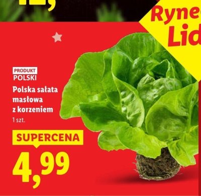 Sałata masłowa z korzeniem polska promocja w Lidl