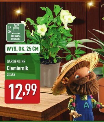 Ciemiernik wys. ok. 25 cm promocja w Aldi