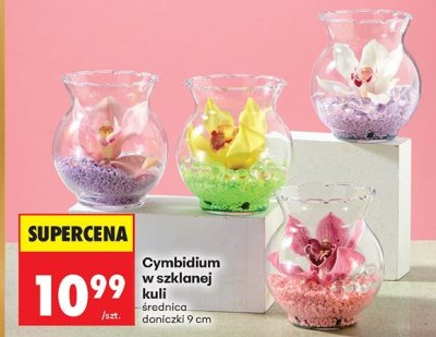 Cymbidium w szklanej kuli średnica doniczki 9 cm promocja w Biedronka