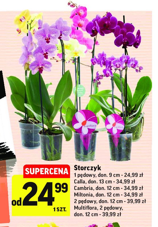Storczyk cambria doniczka 12 cm wys. 50 cm promocja