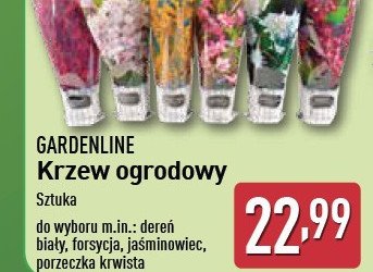 Jaśminowiec GARDEN LINE promocja