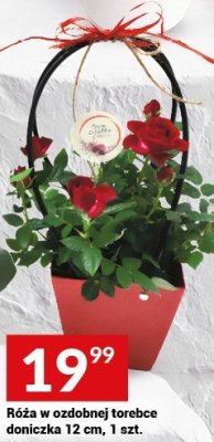 Róża w ozdobnej torebce doniczka 12 cm, 1 szt. promocja w Twój Market