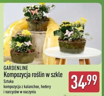 Kompozycja roślin w szkle Gardenline promocja w Aldi