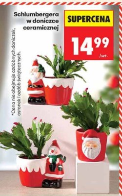 Schlumbergera w doniczce ceramicznej promocja w Biedronka