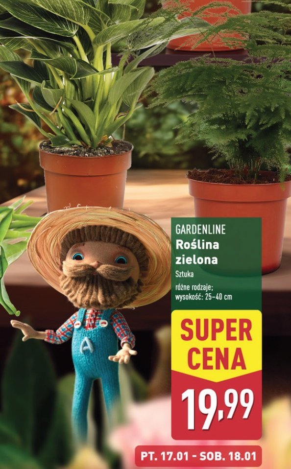 Roślina zielona promocja w Aldi