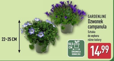 Dzwonek campanula różne kolory promocja w Aldi