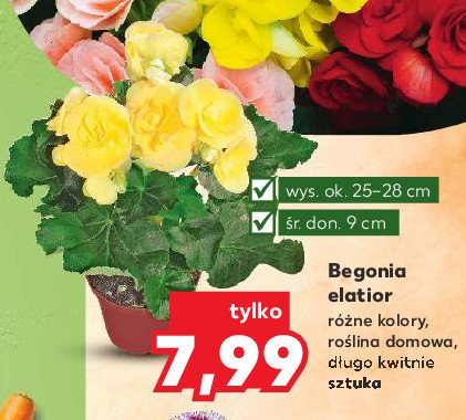 Begonia elatior śr. donicy 9 cm promocja