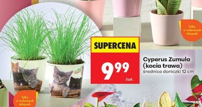 Cyperus Zumula (kocia trawa) promocja w Biedronka