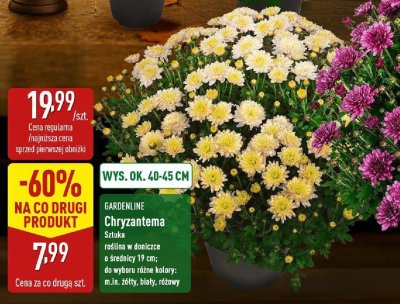 Chryzantema w doniczce 19 cm promocja w Aldi