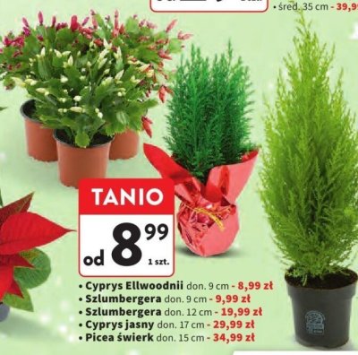 Picea świerk don. 15 cm promocja w Intermarche