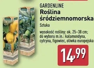 Kalamondyna GARDEN LINE promocja w Aldi