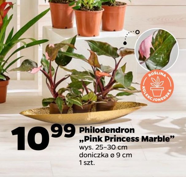 Philodendron pink princess 6 cm promocja