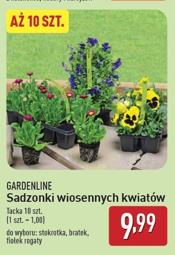 Viola bratek GARDEN LINE promocja w Aldi