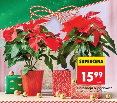 Poinsecja 5-pędowa promocja w Biedronka