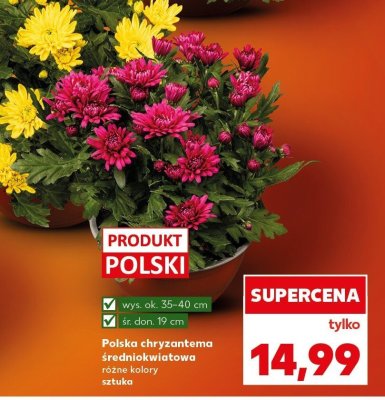 Polska chryzantema średniokwiatowa różne kolory promocja w Kaufland