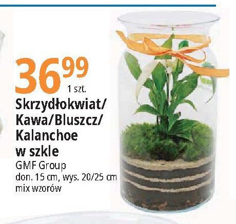 Bluszcz w szkle Gmf group promocja