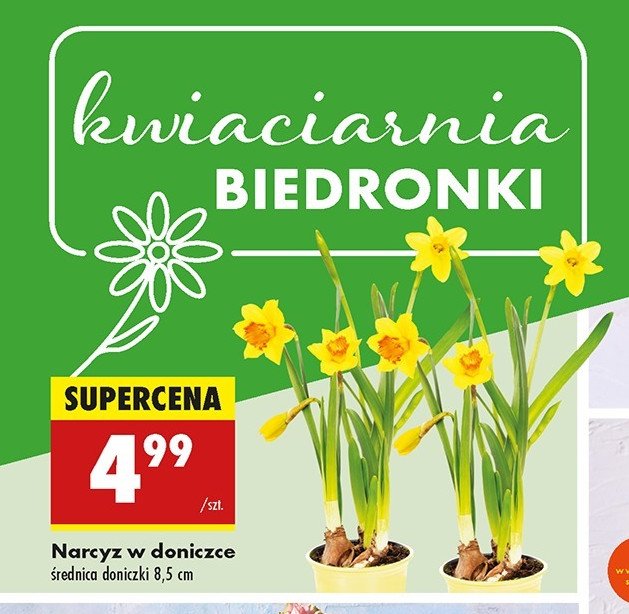 Narcyz 8.5 cm promocja