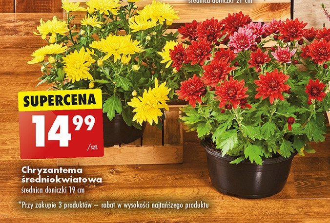 Chryzantema średniokwiatowa 19 cm promocja w Biedronka