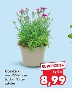 Goździk promocja w OBI