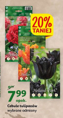 Cebule kwiatowe tulipanów HOLLAND PARK promocja