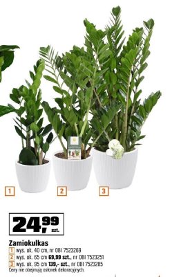 Zamiokulkas wys. ok. 95 cm promocja w OBI