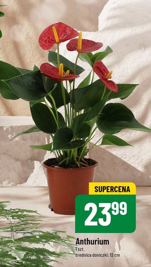 Anthurium promocja w POLOmarket