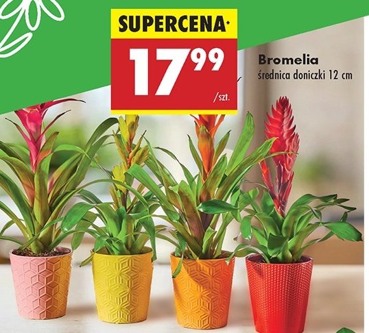 Bromelia 12 cm promocja w Biedronka