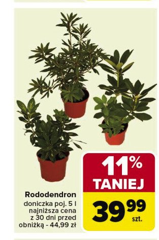 Rododendron wielkokwiatowy don. 5 l promocja