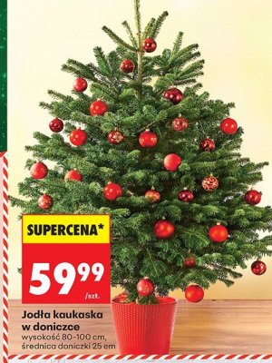 Jodła kaukaska w doniczce wysokość 80-100 cm, średnica doniczki 25 cm promocja w Biedronka